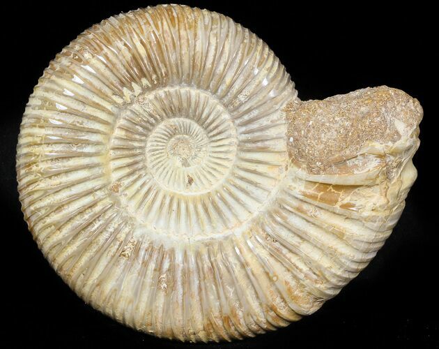 Perisphinctes Ammonite - Jurassic #45404